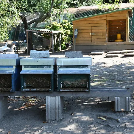 Il Giardino Dei Ciliegi 科利科