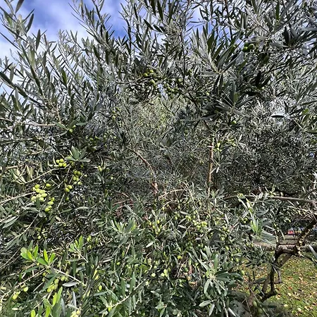 Il Giardino Dei Ciliegi * كوليكو